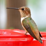 Hummer2.jpg