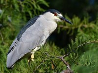 BlackHeron.jpg