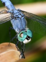 DragonFly4.jpg