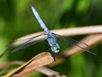 DragonFly3.jpg