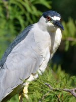 BlackHeron2.jpg