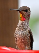 Hummer3.jpg