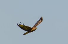 DSC_0010.jpg