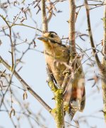 DSC_0241.jpg