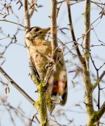 DSC_0247.jpg