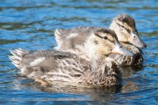 AdRingDuck-100.jpg