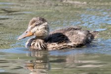 AdRingDuck-102.jpg