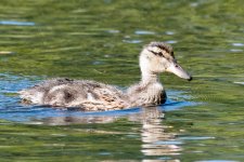 AdRingDuck-103.jpg