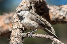 MountainChick-101.jpg