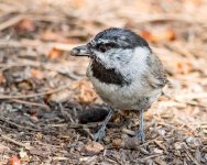 MountainChick-102.jpg