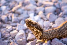 Evening-Cottonmouth.jpg