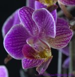 Purple Orchid's #2 7-24-2016.jpg
