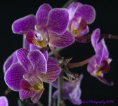 Purple Orchid's #3 7-24-2016.jpg