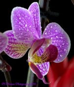 Purple Orchid's #4 7-24-2016.jpg