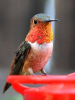 Hummer4.jpg