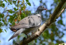DSC_0456.jpg