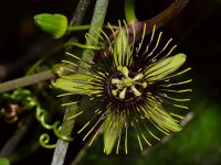 Passiflora.jpg