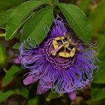 Passiflora4.jpg