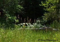 Muller Park #5 7-25-2016.jpg
