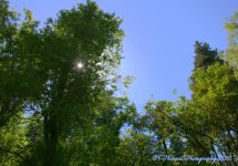 Sunstar in Muller Park  7-25-2016.jpg