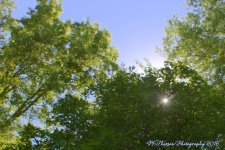 Sunstar in Muller Park  #2 7-25-2016.jpg