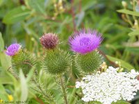 DSCN0547.jpg