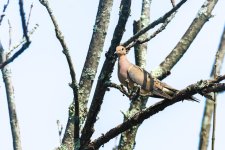 Birds 20160726-1294.jpg