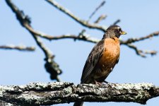 Birds 20160726-1307.jpg