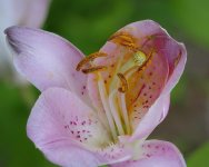 fleur2.jpg