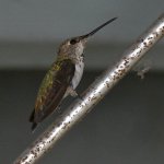 Hummer.jpg