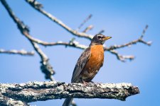 Birds 20160726-1305.jpg