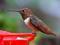 Hummer4.jpg