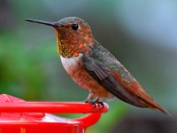 Hummer6.jpg