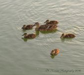 Momma Duck and Her Five Ducklings 7-26-2016.jpg