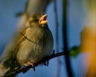 DSC_9275+sparrow-0004.jpg