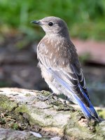Bluebird6.jpg