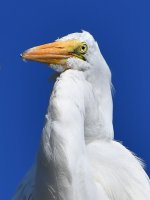 Egret3.jpg