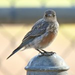 Bluebird5.jpg