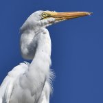 Egret4.jpg