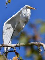 Egret5.jpg