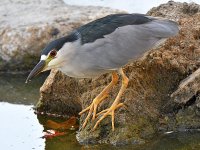 BlackHeron.jpg