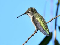 Hummer.jpg