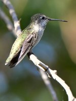 Hummer2.jpg