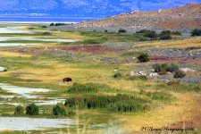 Lone Buffalo on Antelope Island 7-27-2016.jpg