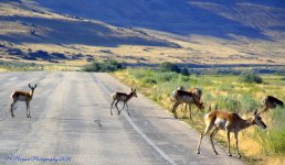 Antelope Crossoing the Road 7-27-2016.jpg