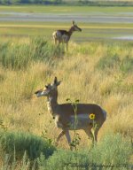 Antelope in the Sunflowers on Antelope Island 7-27-2016.jpg