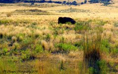 Buffalo Lounging in the Grass on Antelope Island 7-27-2016.jpg