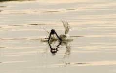 DSC_1057.jpg