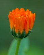 1MC_4838.jpg