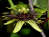 Passiflora3.jpg